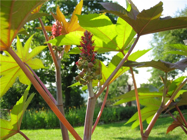 ricinus